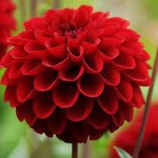 Deep Red Dahlia Flower seeds for Planting - Shade Tolerant, Heirloom & GMO Free Seeds for Home Garden
 
 Sale for planting in home garden.