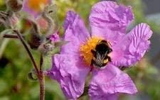 Purple Cistus Flower seeds for Planting - Hardy Variety, Heirloom & GMO Free Seeds for Home Garden
 
 Sale for planting in home garden.