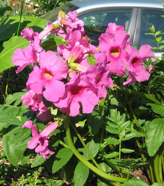 Hardy Gloxinia Flower seeds for Planting Low Maintenance Heirloom & GMO Free Seeds for Home Garden 
 
 Sale seeds for home garden planting