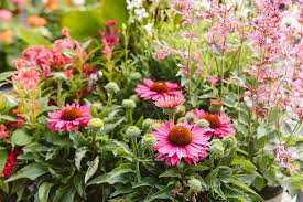 Colorful Echinacea Seeds for Perennial Gardens