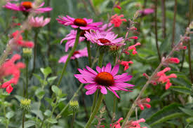 Finest Quality Echinacea Seeds