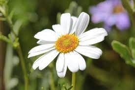 Brachyscome Flower seeds for Planting Bright Blooms Heirloom & GMO Free Seeds for Home Garden 
 
 Sale for planting in home garden