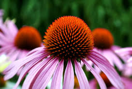 Finest Quality Echinacea Seeds