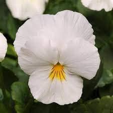 Pansy Flower Flower seeds for Planting - Wildflower Mix, Heirloom & GMO Free Seeds for Home Garden
 
 Sale for planting in home garden