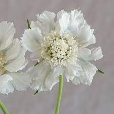 Scabiosa Flower seeds for Planting Low Maintenance Heirloom & GMO Free Seeds for Home Garden 
 
 Sale for planting in home garden