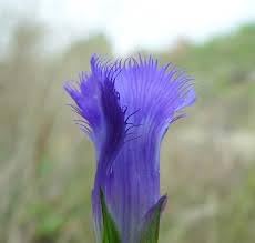 Gentiana Crinita Flower seeds for Planting Pollinator Friendly Heirloom & GMO Free Seeds for Home Garden 
 
 Sale for planting in home garden