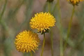Heirloom Thelesperma Flower seeds for Planting Pollinator Friendly Heirloom & GMO Free Seeds for Home Garden 
 
 Sale for planting in home garden