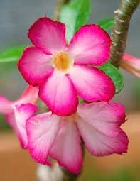Desert Plant Flower seeds for Planting - Long Bloom Season, Heirloom & GMO Free Seeds for Home Garden
 
 Sale for planting in home garden