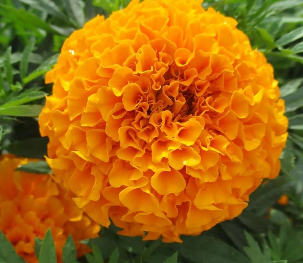 Premium Marigold Seeds – Grow Bright Colorful Flowers