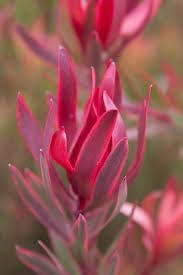 Leucadendron Salignum Conebush Flower seeds for Planting Hardy Variety Heirloom & GMO Free Seeds for Home Garden 
 
 Sale for planting in home garden