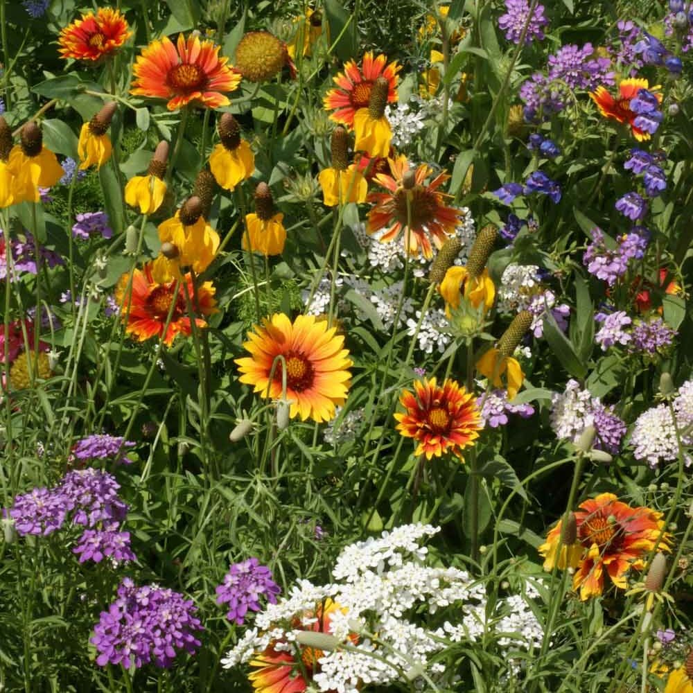 Southwest Wildflower Seed Mix