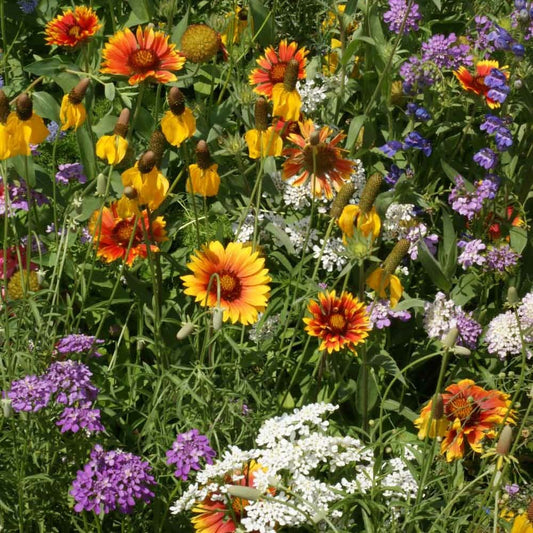 Southwest Wildflower Seed Mix