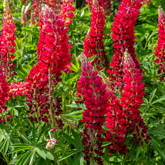 Lupine Wildflower Seeds red