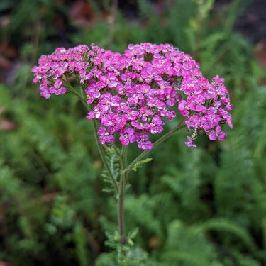 yarrow flower seeds purple