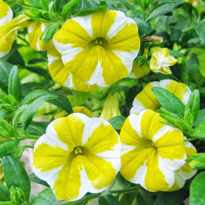 Semi di fiore Calibrachoa bianco giallo per piantare - Miscuglio di fiori selvatici, semi tradizionali e privi di OGM per giardino domestico
