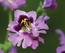 Heirloom Schizanthus Flower seeds for Planting Shade Tolerant Heirloom & GMO Free Seeds for Home Garden 
 
 Sale for planting in home garden