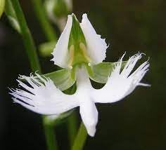 Japanese Radiata Flower seeds for Planting - Easy to Grow, Heirloom & GMO Free Seeds for Home Garden
 
 Sale for planting in home garden.