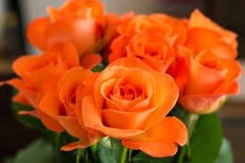 RoseFlower seeds for Planting Low Maintenance Heirloom & GMO Free Seeds for Home Garden 
 
 Sale for planting in home garden