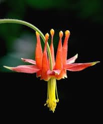 Columbine Viridiflora Flower seeds for Planting Drought Tolerant Heirloom & GMO Free Seeds for Home Garden 
 
 Sale for planting in home garden