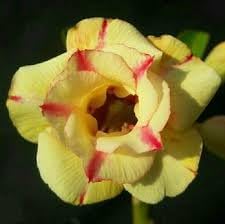 Obesum Flower seeds for Planting Fragrant Blossoms Heirloom & GMO Free Seeds for Home Garden 
 
 Sale for planting in home garden