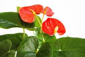 Anthurium Flower seeds for Planting - Fragrant Blossoms, Heirloom & GMO Free Seeds for Home Garden
 
 Sale seeds for planting in home garden
