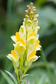 Toadflax Flower seeds for Planting Shade Tolerant Heirloom & GMO Free Seeds for Home Garden 
 
 Sale for planting in home garden