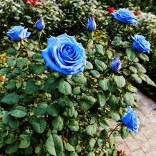 Rare Red & Heirloom Blue Rose Seeds – For Planting