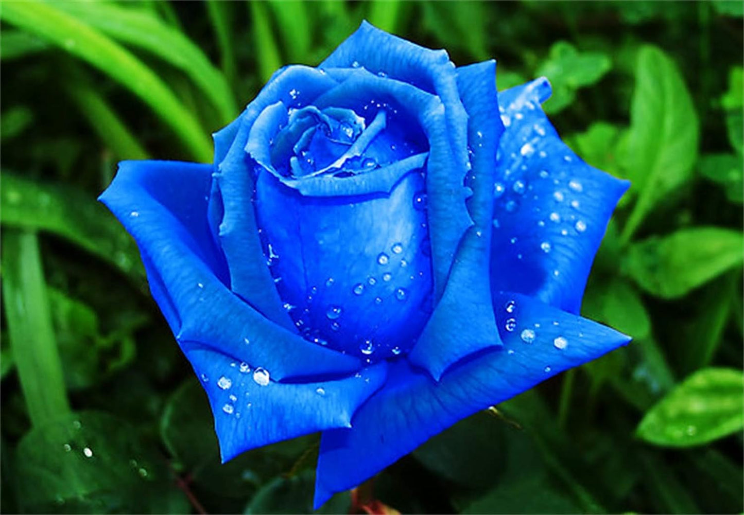 Rare Red & Heirloom Blue Rose Seeds – For Planting