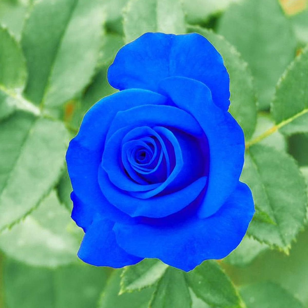 Rare Red & Heirloom Blue Rose Seeds – For Planting