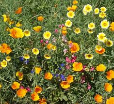 Southwest Wildflower Seed Mix