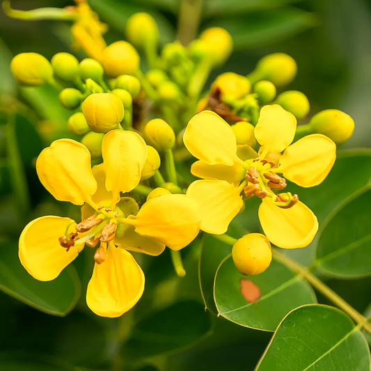 Cassia Siamea Flower Seeds