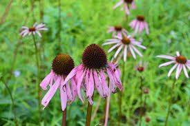 Finest Quality Echinacea Seeds