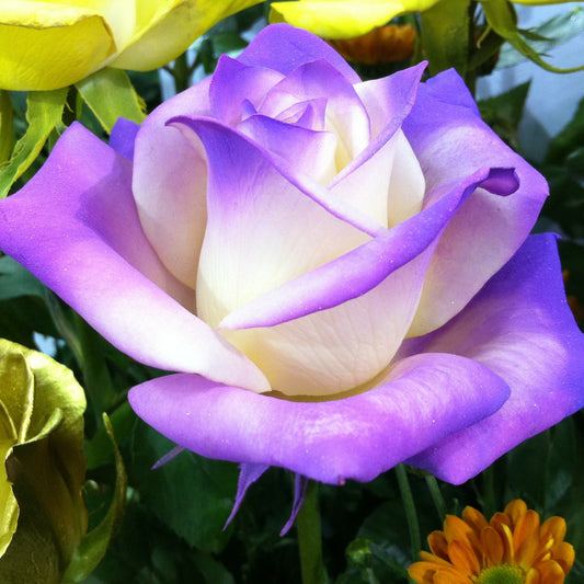 White Purple Rose Flower Seeds
