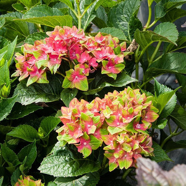 Pistachio Hydrangea Flower Seeds