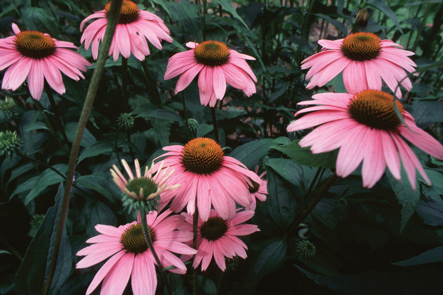Echinacea Seeds  Immune Boosting Flower Plant