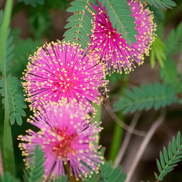 Mimosa Quadrivalvis Flower Seeds