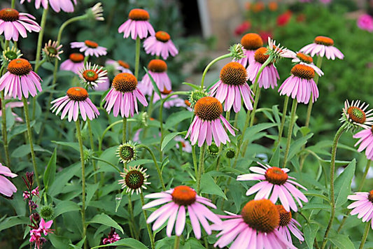Easy Grow Echinacea Seeds