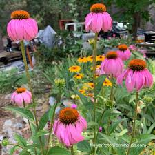 Easy Grow Echinacea Seeds
