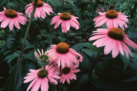 Echinacea Seeds  Immune Boosting Flower Plant