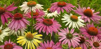 Echinacea Seeds  Immune Boosting Flower Plant