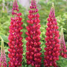 Lupine Wildflower Seeds red