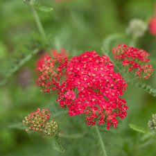yarrow flower seeds red