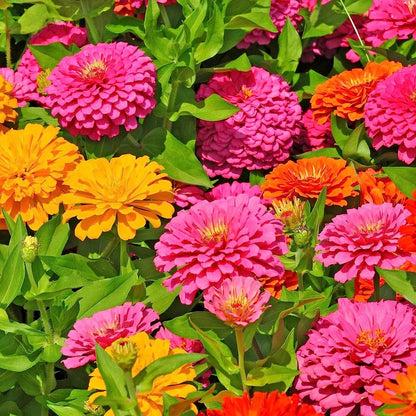 Zinnia Flower Seeds (Non-GMO) – Vibrant Garden Blooms