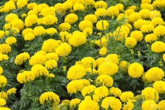 High Quality Marigold Seeds  Ideal for Outdoor Gardens