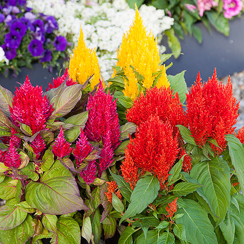 Celosia Flower seeds for Planting Compact Growth Heirloom & GMO Free Seeds for Home Garden