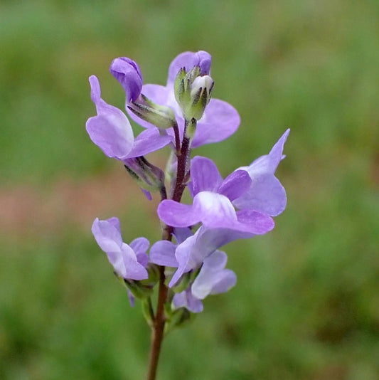 Blue Toadflax Flower Seeds (Linaria Canadensis)