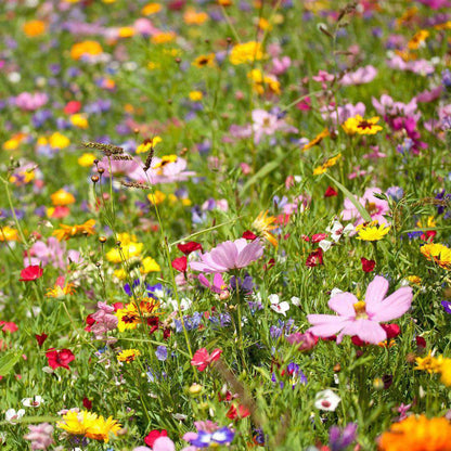 Southwest Wildflower Seed Mix