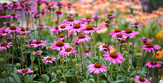Natural Herbal Echinacea Seeds