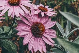 Natural Herbal Echinacea Seeds