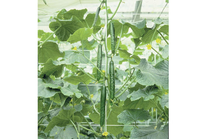 Tasty Jade F1 Cucumber Vegetable Seeds